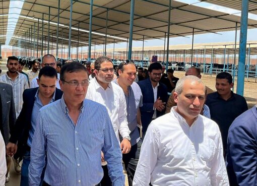 البنك الزراعي المصري يمول شراء 2000 رأس ماشية بقيمة 395 مليون جنيه لصالح 188 من صغار المربين بالشرقية