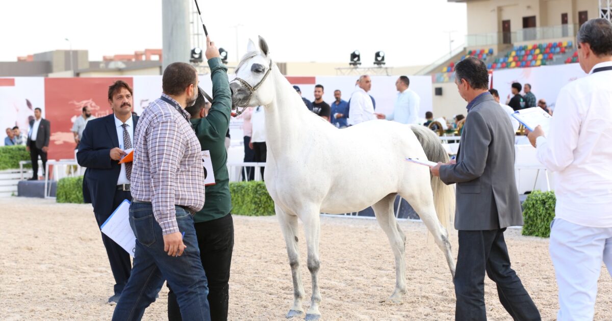 اليوم ختام فعاليات بطولة أصيل لجمال الحصان المصري بالعاصمة الإدارية الجديدة