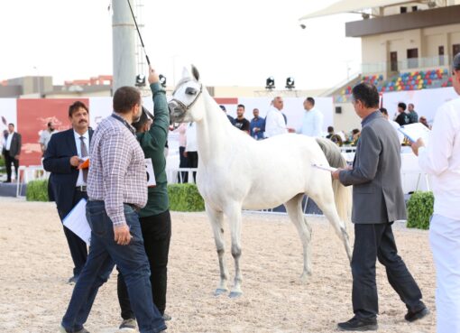 اليوم ختام فعاليات بطولة أصيل لجمال الحصان المصري بالعاصمة الإدارية الجديدة