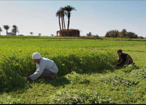 الطاقة المتجددة